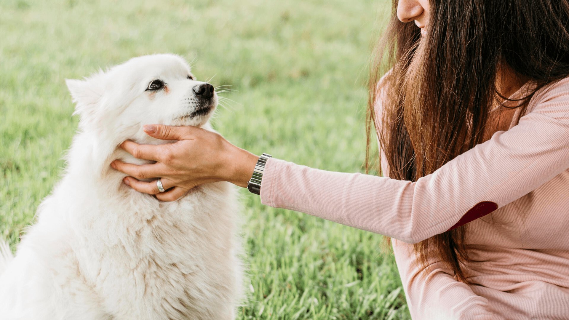Why Pet Insurance is a great idea for you and your pet?