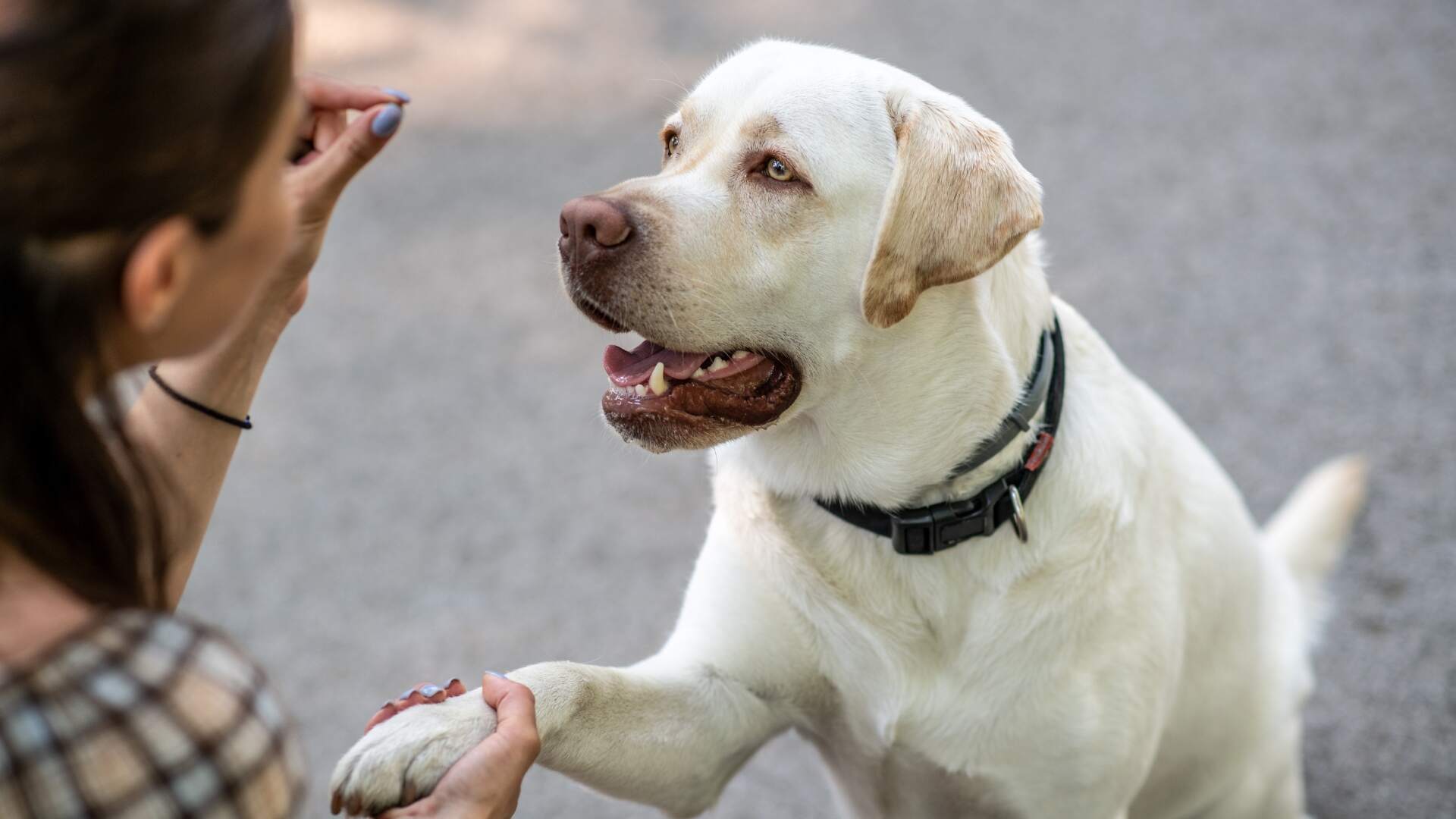 Am I the pack leader? Understanding pack mentality in domesticated animals 