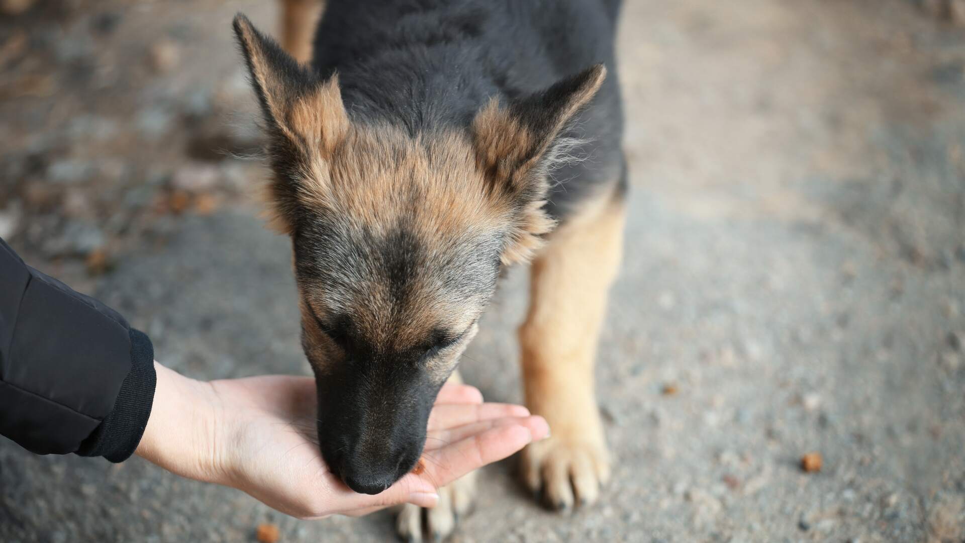The Benefits of Feeding Community Animals