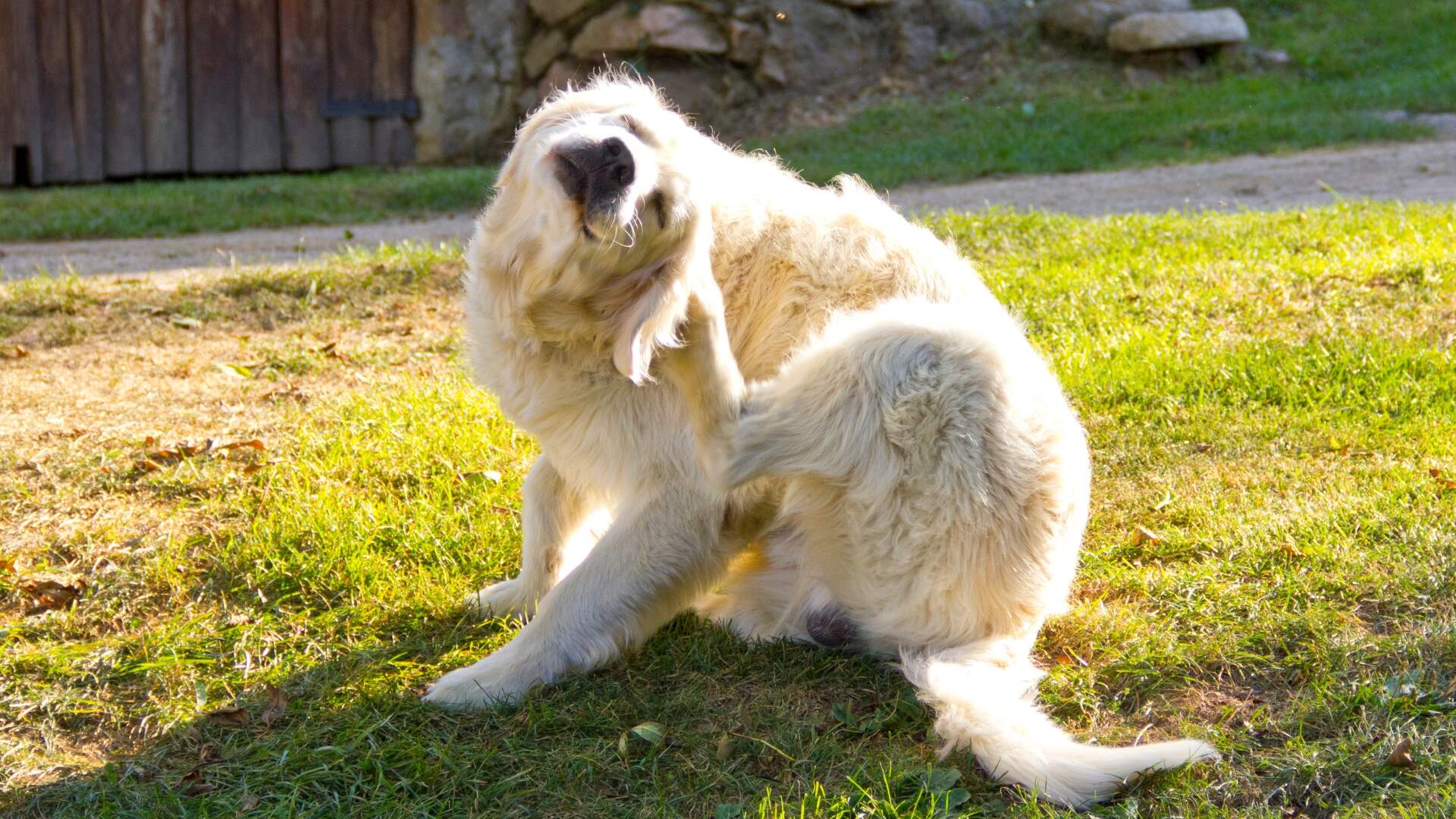 blog image description