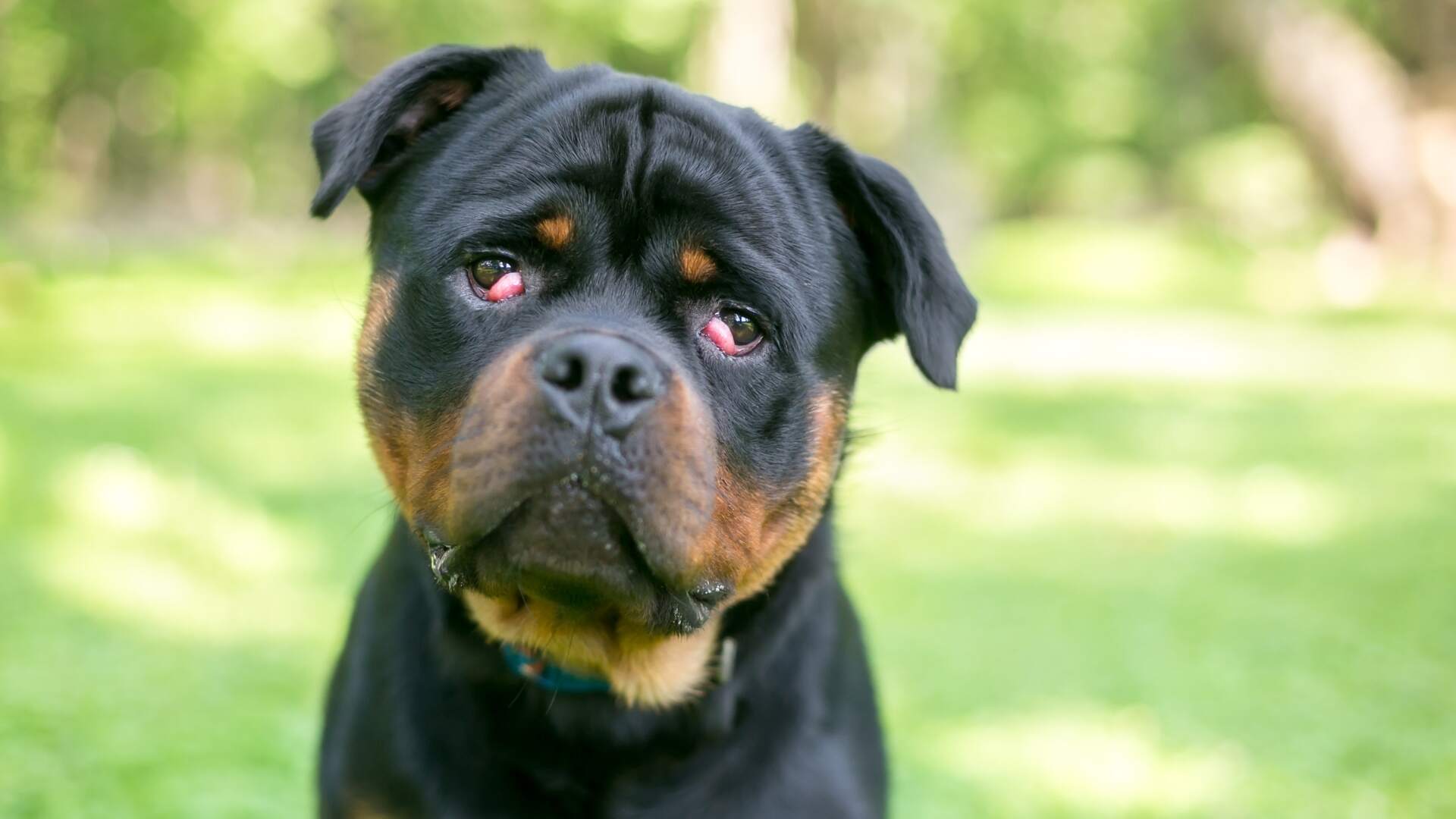 blog image description