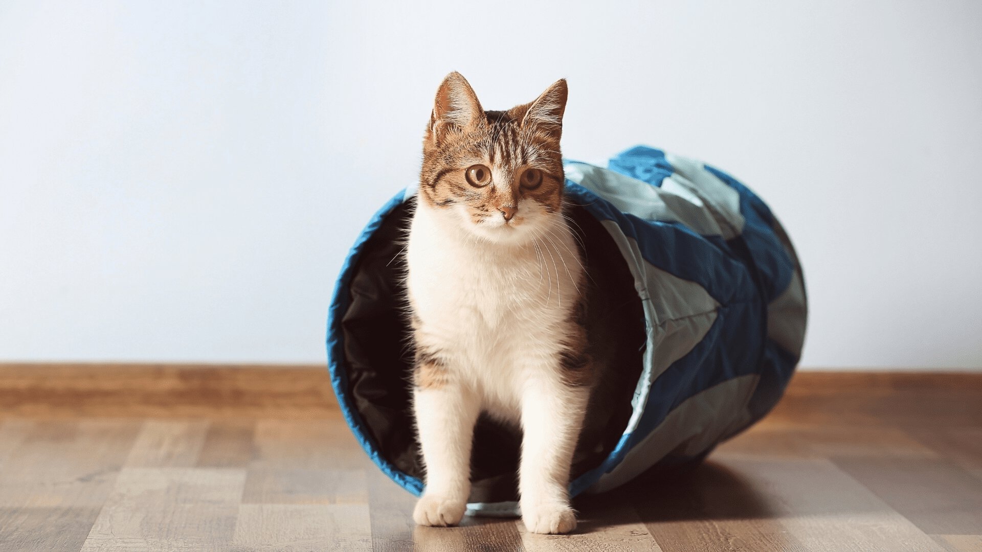 blog image description