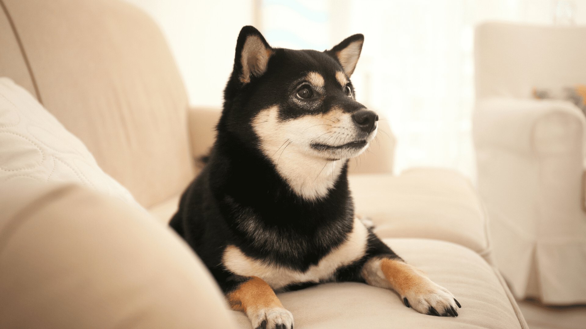 blog image description