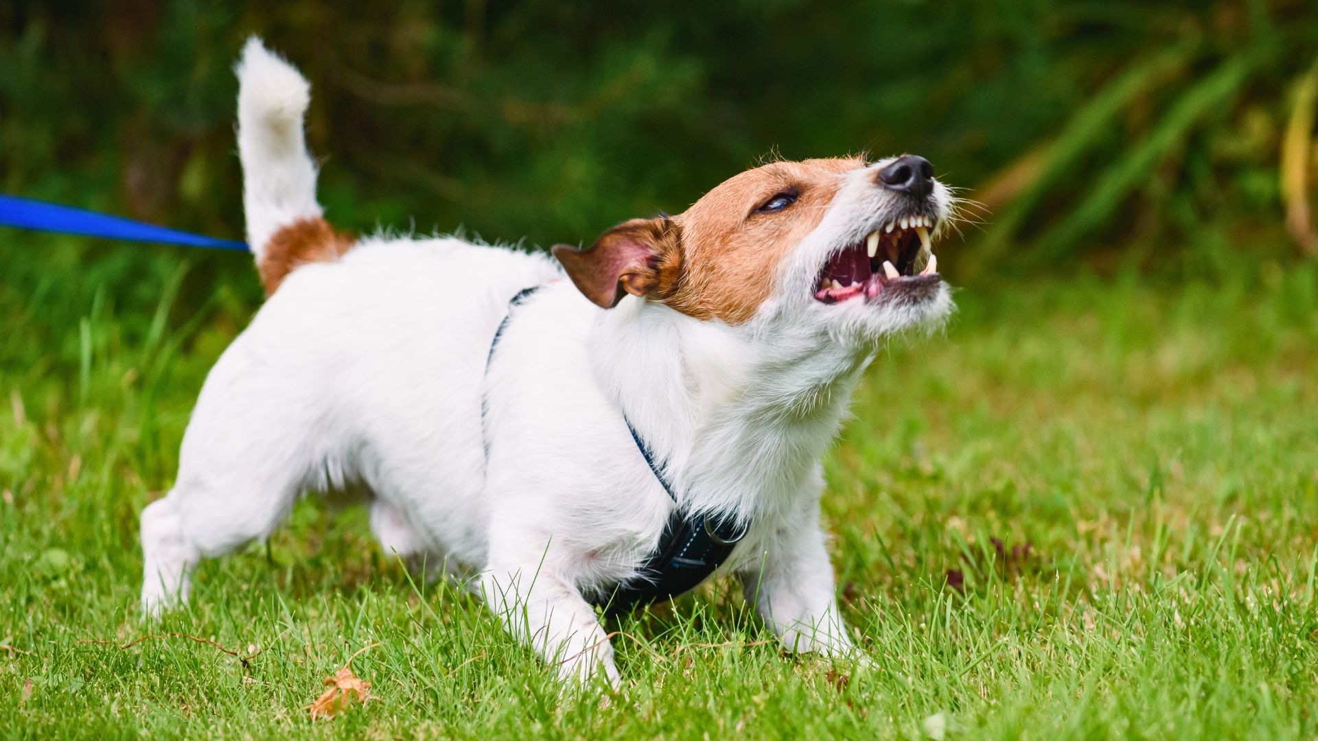 blog image description